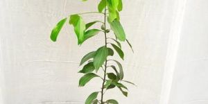 Dalchini Plant