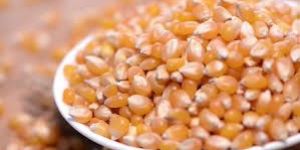 Maize Seeds