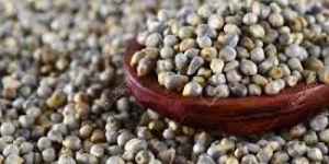 Pearl Millets