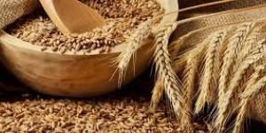 Wheat Seeds
