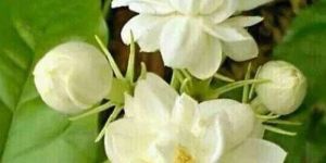 Rosa Damascena Mogra Absolute Oil