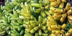 Fresh Banana