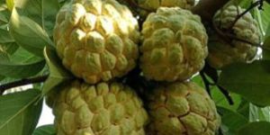 Fresh Custard Apple
