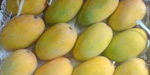 Kesar Mango