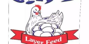 Layer Poultry Feed