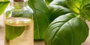 Basil Oil
