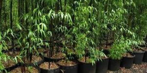 Bamboo Plant