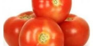 Fresh Tomatoes