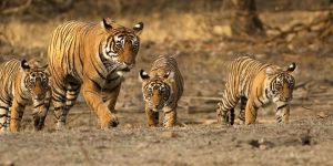 Golden Triangle with Ranthambore