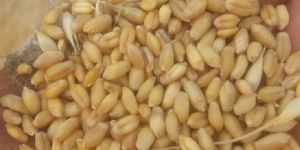 Wheat Seeds