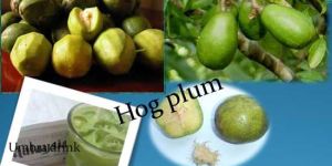 Fresh Hog Plum