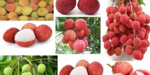 Fresh Litchi