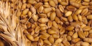 Wheat Seeds