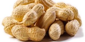 Groundnut Shell