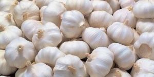 Organic Garlic