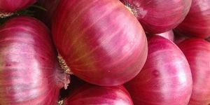 Organic Onion