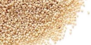 Poppy Seeds White