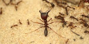 Ant Control Services