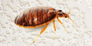 Bed Bug Pest Control
