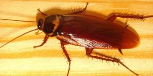 Cockroach Pest Control Services