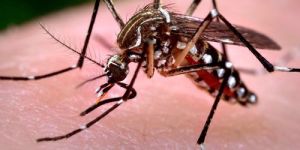 Mosquito Control Services