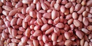 Peanut Kernels