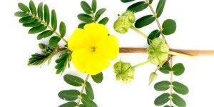 Tribulus Terrestris Leaves