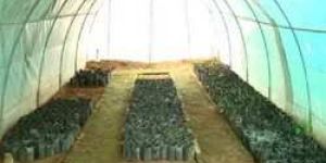 UV Stabilized Polythene Film