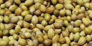 Coriander Seeds