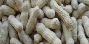 Shelled Java Peanuts