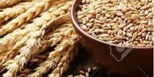 Grains Pulses