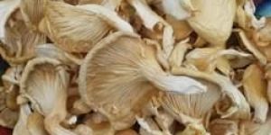 Oyster Mushroom