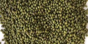 Green Moong Beans
