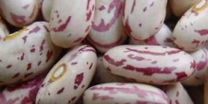 Light Speckled Kidney Beans