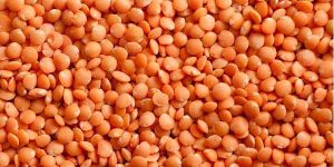 Red Lentils