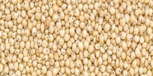 Sorghum