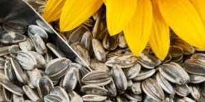Sunflower Seeds