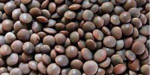 Black Lentils