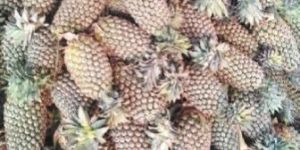 Fresh Pineapple