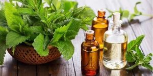 Peppermint Leaves Oil
