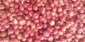Red Onion