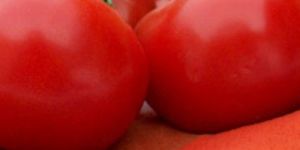 Dehydrated Tomato Powder