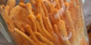 Sacred Cordyceps Militaris