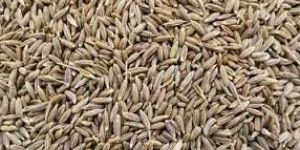 Cumin Seeds