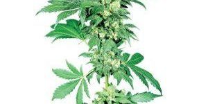 Afghan Plant Seeds