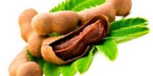 Fresh Tamarind