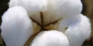 White Raw Cotton