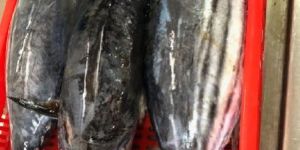 Skipjack Tuna