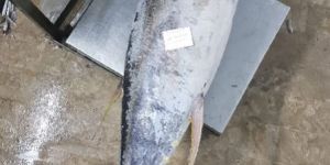 Yellow Fin Tuna