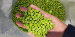 Frozen Green Peas Hari Mattar